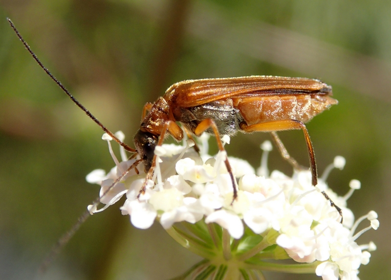 Oedemera podagrariae